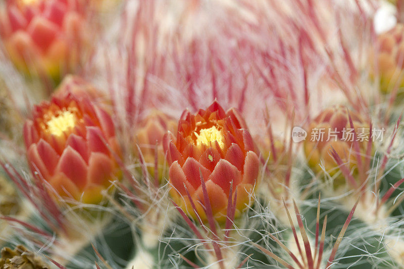 墨西哥火桶仙人掌(Ferocactus pilosus)